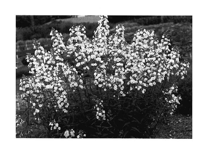 Figure 1 of US plant patent PP17551, the photograph of Flower Power printed in the patent.