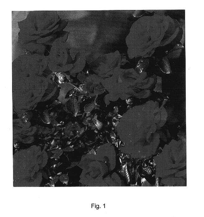 Figure 1 of US plant patent PP17552, the photograph of ADABARING printed in the patent.