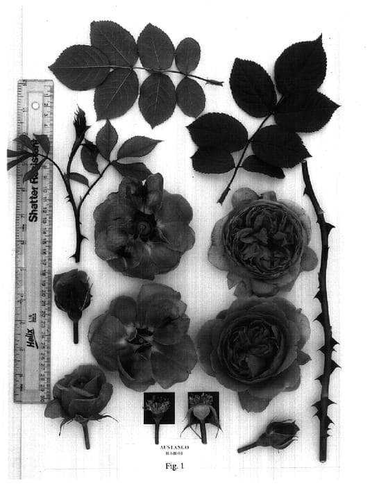 Figure 1 of US plant patent PP17553, the photograph of AUStango printed in the patent.