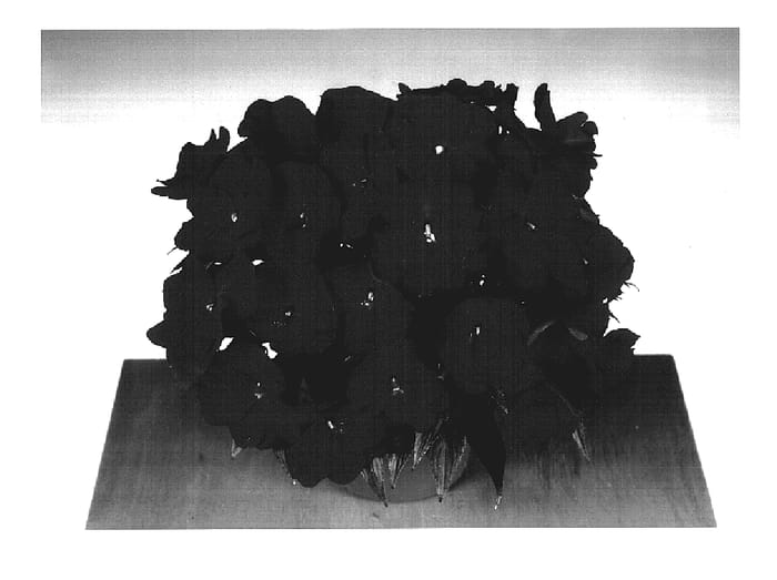 Figure 1 of US plant patent PP17554, the photograph of Fisco Cher printed in the patent.