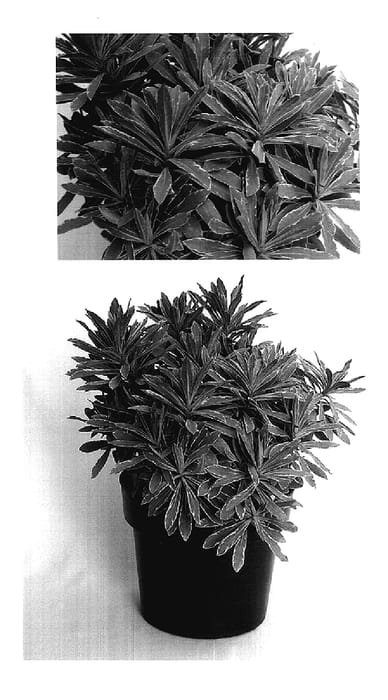 Figure 1 of US plant patent PP17555, the photograph of Inneuphhel printed in the patent.