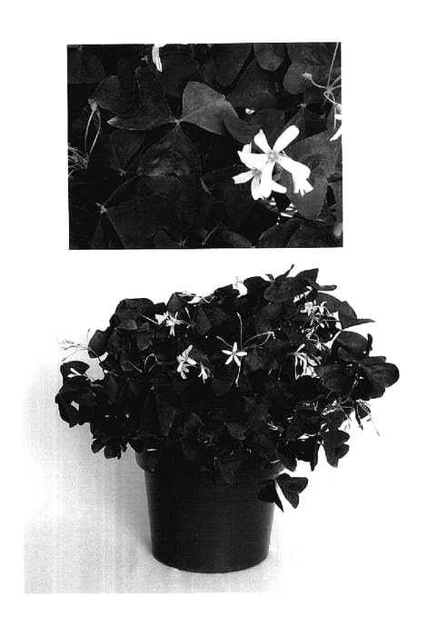 Figure 1 of US plant patent PP17556, the photograph of Jroxblavel printed in the patent.