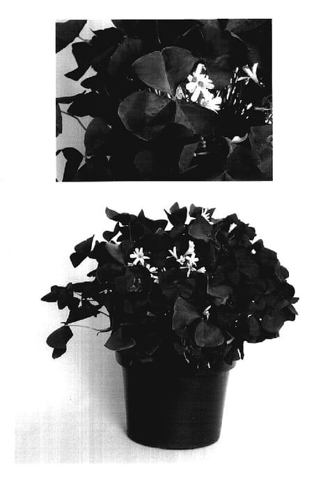 Figure 1 of US plant patent PP17557, the photograph of Jroxburwi printed in the patent.