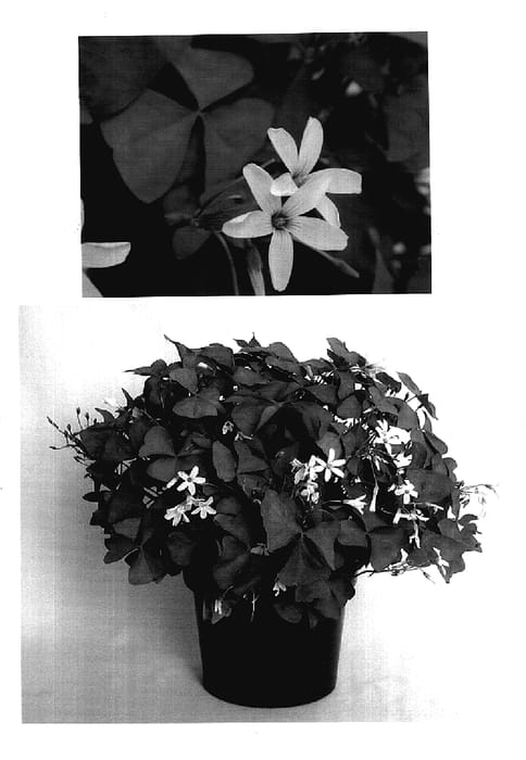 Figure 1 of US plant patent PP17558, the photograph of Jroxfroja printed in the patent.
