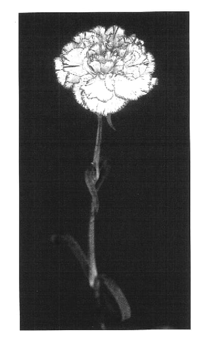 Figure 1 of US plant patent PP17559, the photograph of Yoder Show printed in the patent.