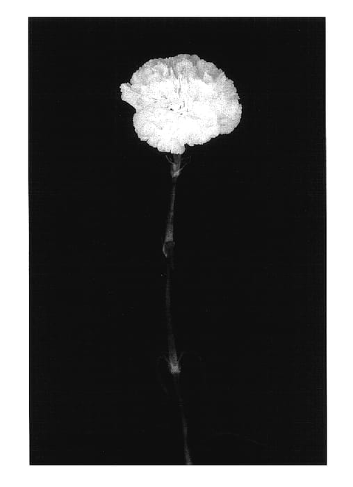 Figure 1 of US plant patent PP17560, the photograph of Yoder Ice printed in the patent.