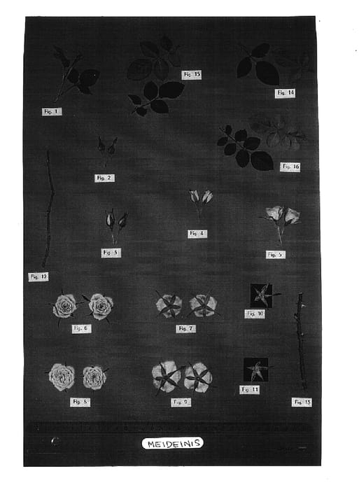 Figure 1 of US plant patent PP17561, the photograph of Meideinis printed in the patent.