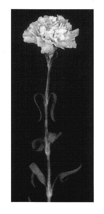 Figure 1 of US plant patent PP17562, the photograph of Yoder Charm printed in the patent.