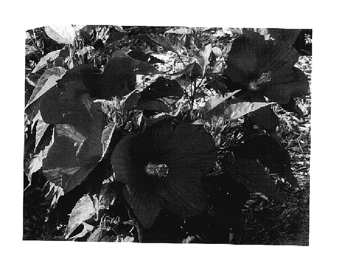 Figure 1 of US plant patent PP17563, the photograph of Splash Yopinot Noir printed in the patent.