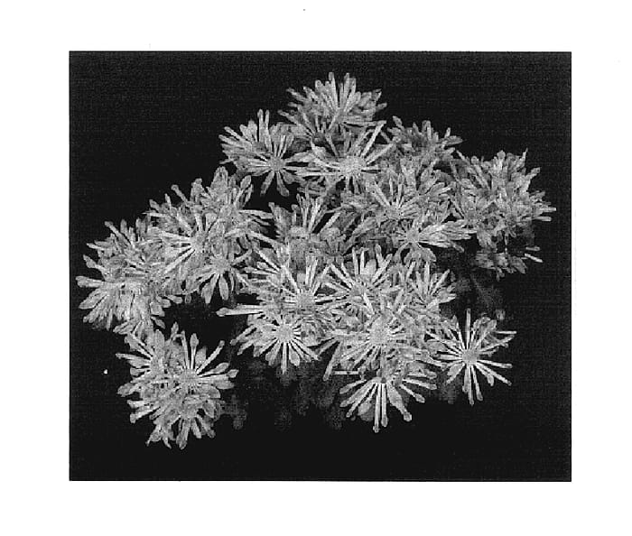 Figure 1 of US plant patent PP17564, the photograph of Yooceanna printed in the patent.