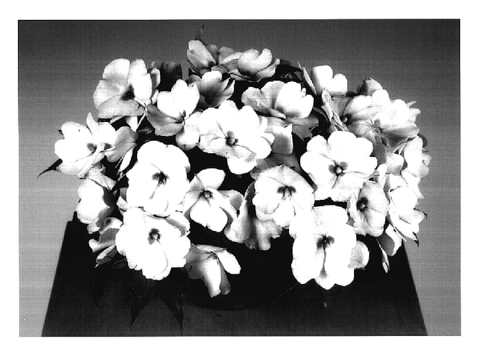Figure 1 of US plant patent PP17565, the photograph of Fisco Lipink printed in the patent.