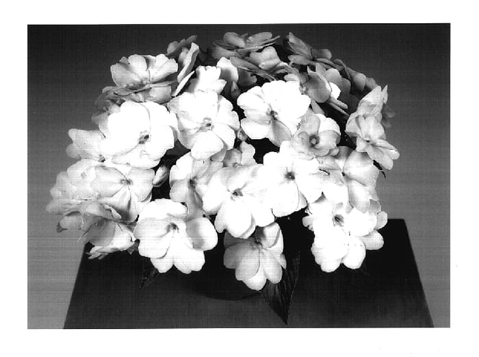 Figure 1 of US plant patent PP17566, the photograph of Fisco Litorch printed in the patent.