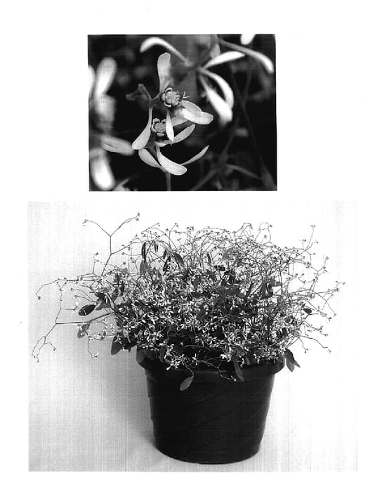 Figure 1 of US plant patent PP17567, the photograph of Inneuphdia printed in the patent.