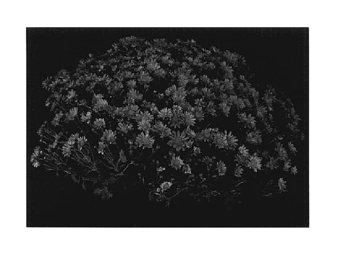 Figure 1 of US plant patent PP17568, the photograph of Yomelanie printed in the patent.