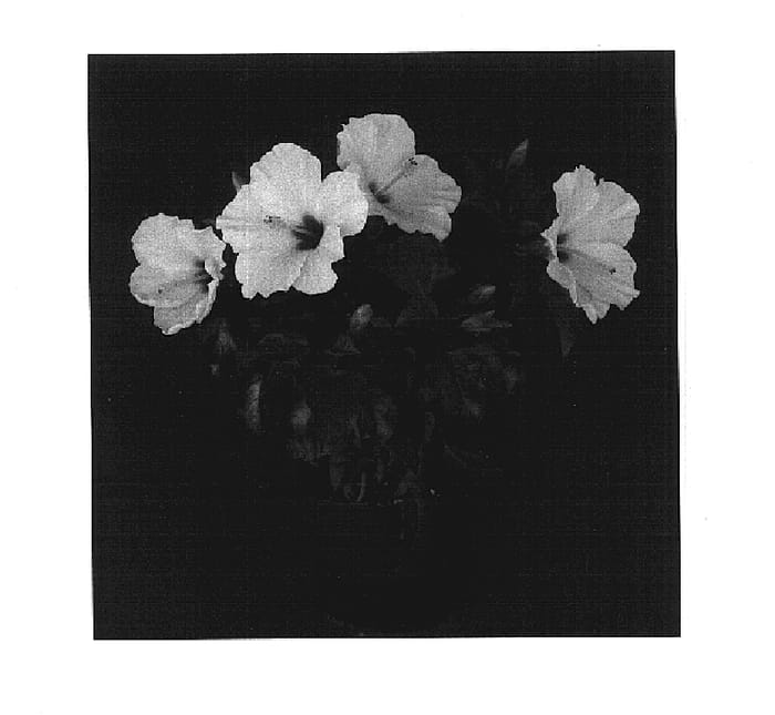 Figure 1 of US plant patent PP17569, the photograph of Maui Wind printed in the patent.