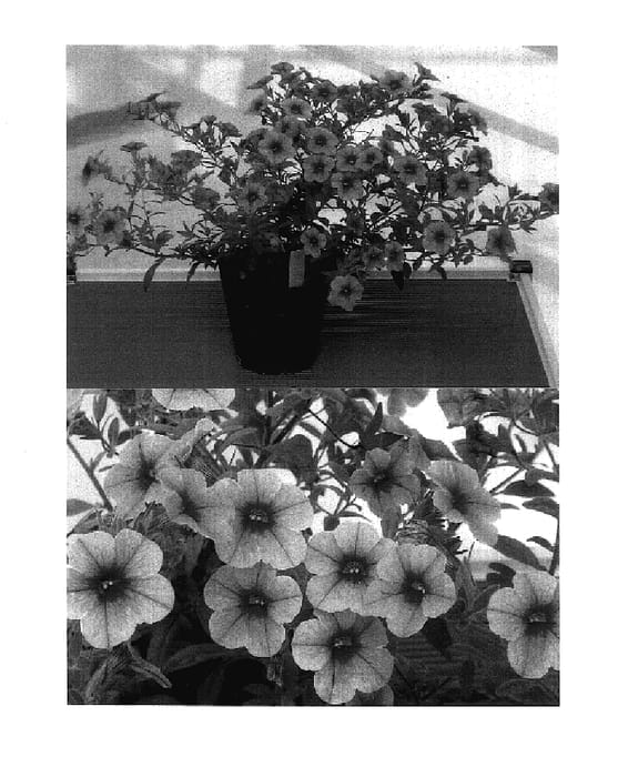 Figure 1 of US plant patent PP17572, the photograph of Sunbelore printed in the patent.