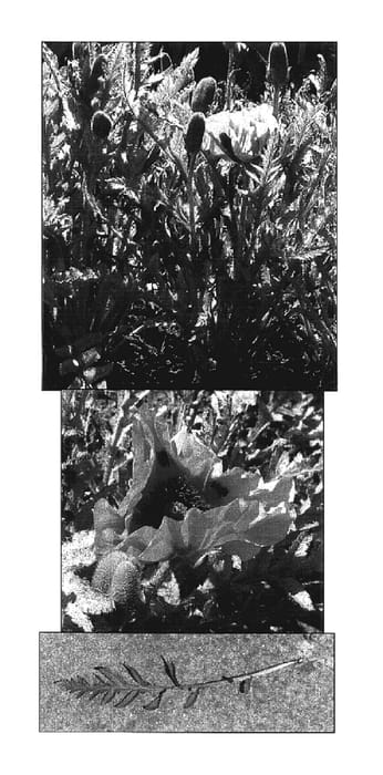 Figure 1 of US plant patent PP17573, the photograph of Little Candyfloss printed in the patent.