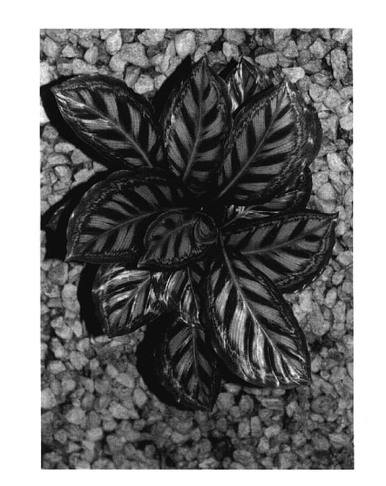 Figure 1 of US plant patent PP17574, the photograph of TWYCA0018 printed in the patent.