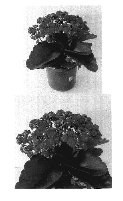 Figure 1 of US plant patent PP17576, the photograph of Don Juan printed in the patent.