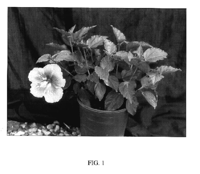 Figure 1 of US plant patent PP17577, the photograph of ENLIGHTENMENT printed in the patent.