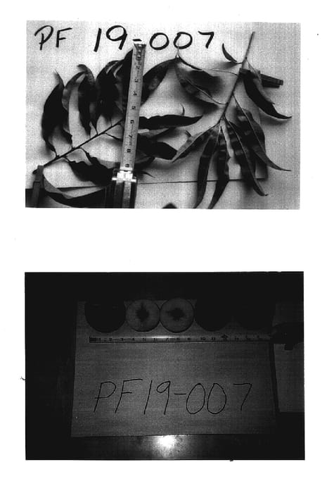 Figure 1 of US plant patent PP17578, the photograph of P.F. 19-007 printed in the patent.