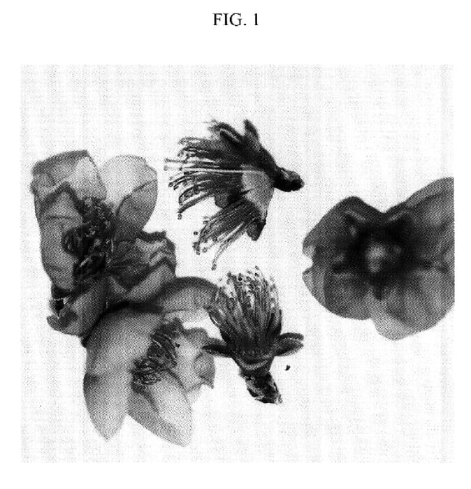 Figure 1 of US plant patent PP17579, the photograph of Nectarmagie printed in the patent.