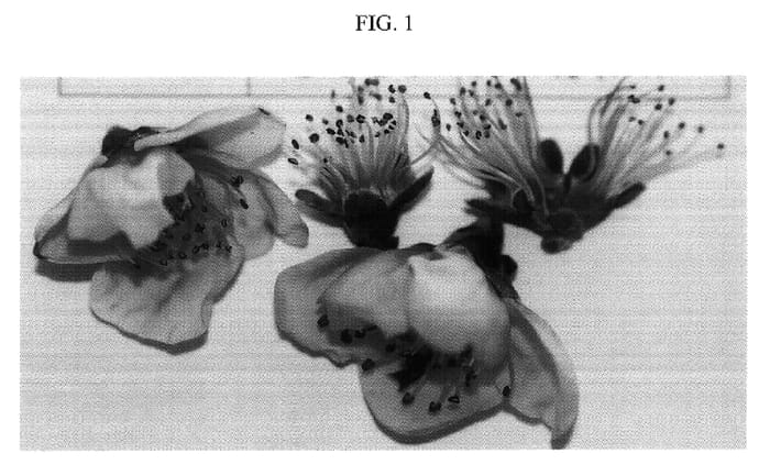 Figure 1 of US plant patent PP17580, the photograph of Nectalady printed in the patent.
