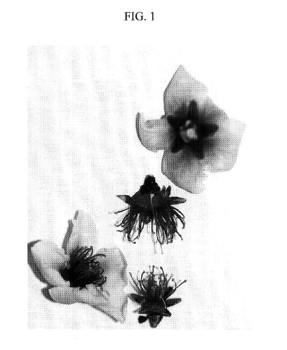Figure 1 of US plant patent PP17581, the photograph of Nectagala printed in the patent.