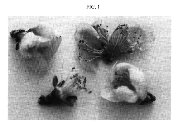 Figure 1 of US plant patent PP17582, the photograph of Nectaroyal printed in the patent.