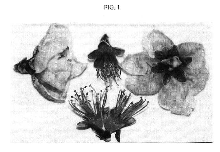 Figure 1 of US plant patent PP17583, the photograph of Nectaprima printed in the patent.