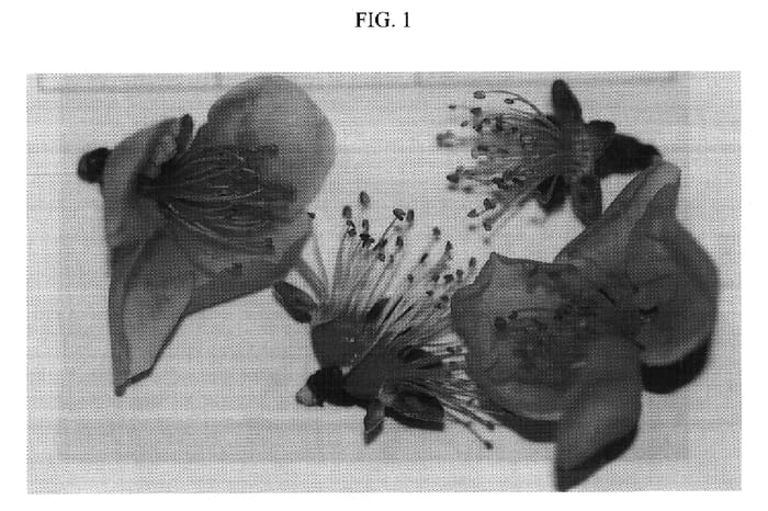 Figure 1 of US plant patent PP17584, the photograph of Nectapink printed in the patent.