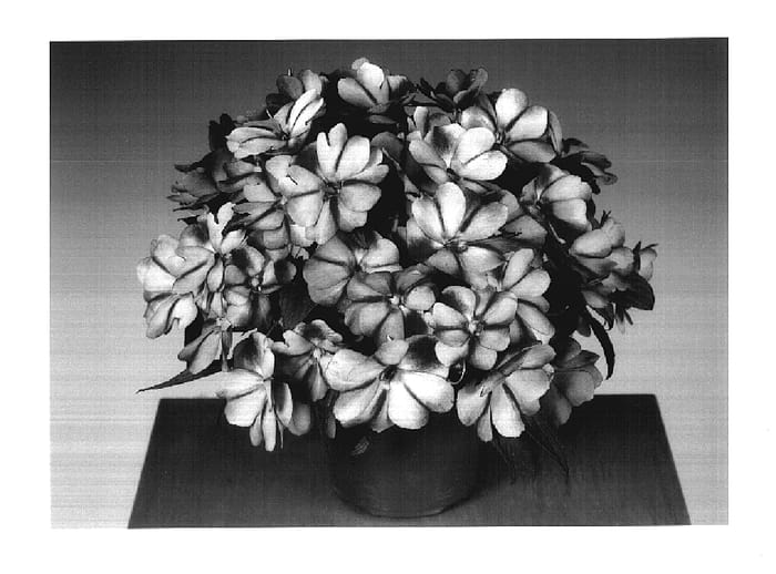 Figure 1 of US plant patent PP17585, the photograph of Fisco Swered printed in the patent.
