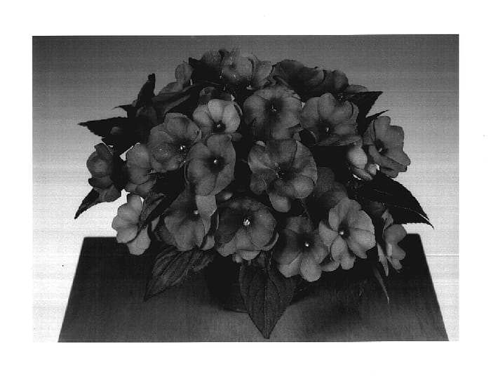 Figure 1 of US plant patent PP17586, the photograph of Fisco Deepsalm printed in the patent.