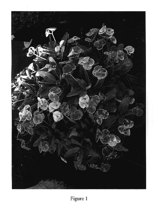 Figure 1 of US plant patent PP17587, the photograph of Katie's Crown printed in the patent.