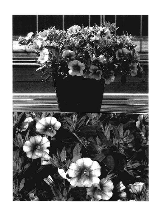 Figure 1 of US plant patent PP17588, the photograph of Sunbelflam printed in the patent.