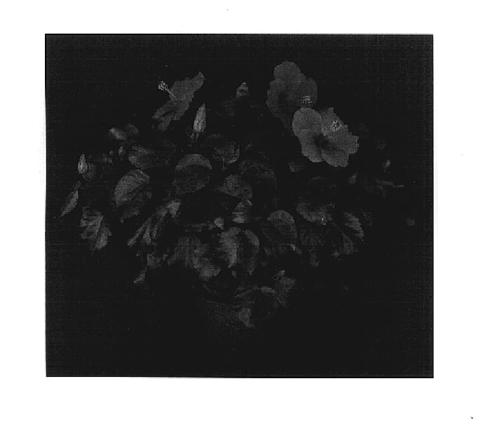 Figure 1 of US plant patent PP17589, the photograph of Cajun Wind printed in the patent.