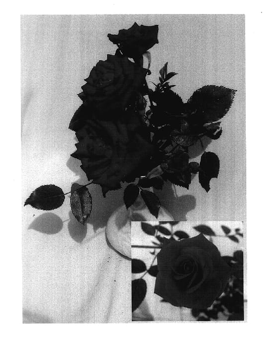 Figure 1 of US plant patent PP17590, the photograph of BENdiez printed in the patent.