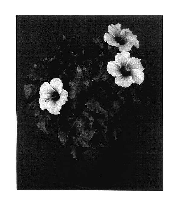 Figure 1 of US plant patent PP17591, the photograph of Reggae Breeze printed in the patent.