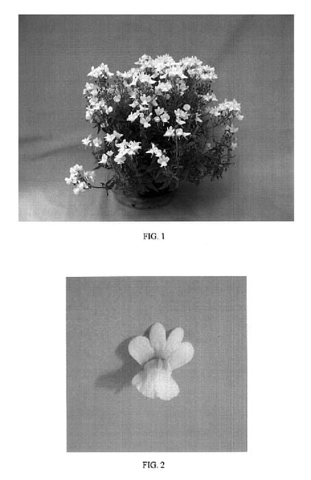 Figure 1 of US plant patent PP17592, the photograph of Balarwite printed in the patent.