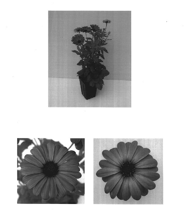 Figure 1 of US plant patent PP17593, the photograph of Balserdalav printed in the patent.