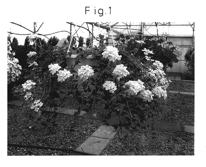 Figure 1 of US plant patent PP17594, the photograph of Sunmarivani printed in the patent.