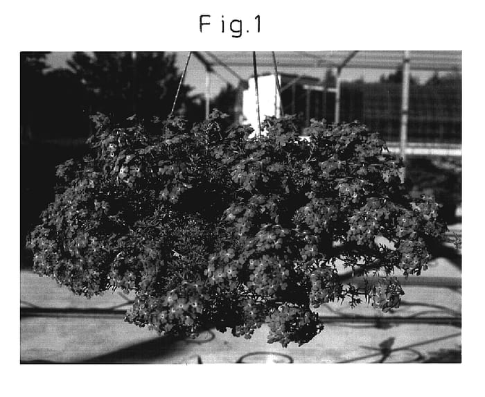 Figure 1 of US plant patent PP17595, the photograph of Suntapilabu printed in the patent.