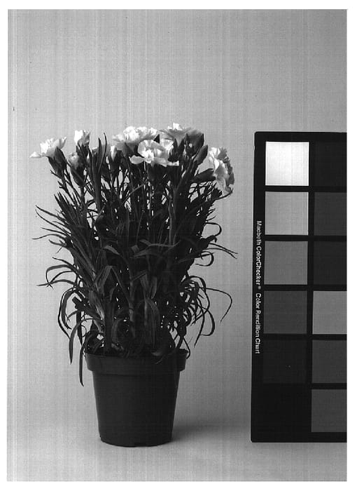 Figure 1 of US plant patent PP17596, the photograph of CFPC Annette printed in the patent.