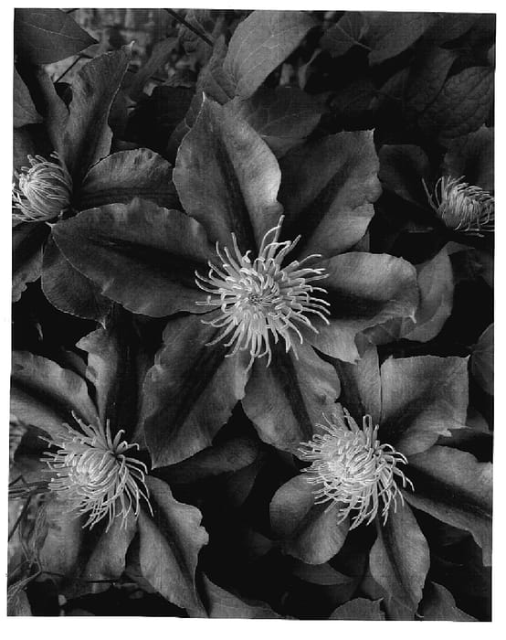 Figure 1 of US plant patent PP17597, the photograph of Carnival printed in the patent.