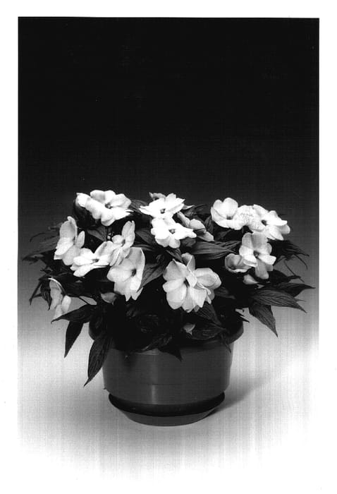 Figure 1 of US plant patent PP17598, the photograph of Ingrepu printed in the patent.