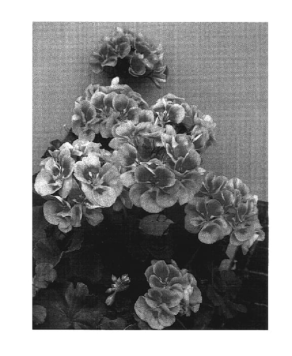 Figure 1 of US plant patent PP17599, the photograph of Pactal printed in the patent.