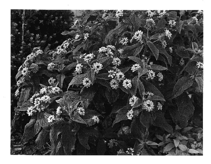 Figure 1 of US plant patent PP17600, the photograph of Robpatgra printed in the patent.