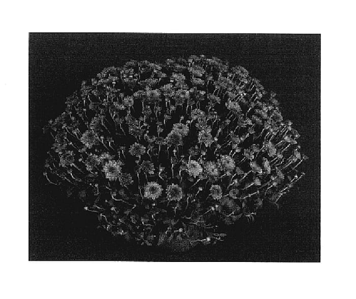 Figure 1 of US plant patent PP17601, the photograph of Yosherry printed in the patent.