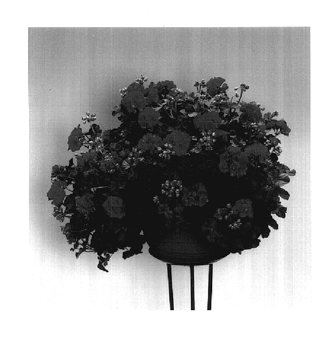 Figure 1 of US plant patent PP17603, the photograph of Pensyb printed in the patent.