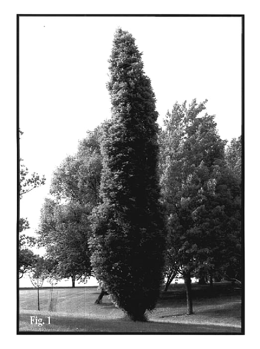 Figure 1 of US plant patent PP17604, the photograph of Nadler printed in the patent.